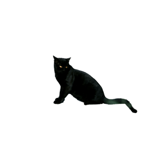 A Black Cat Sitting On A Paved Path In İZmir, TüRkiye, Under The Sun. 15607 - Cat PNG image with transparent background